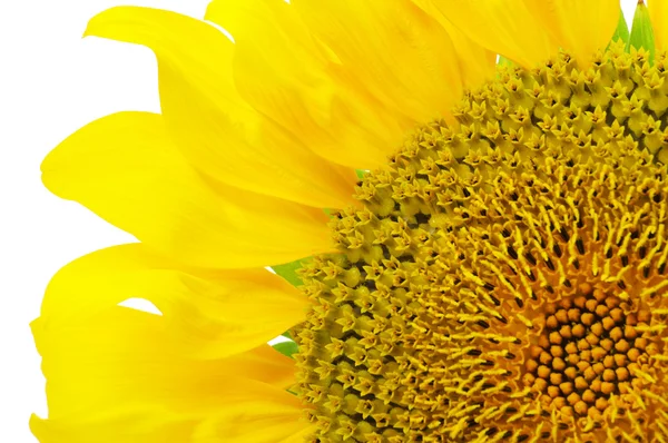 Ein Viertel Sonnenblume — Stockfoto