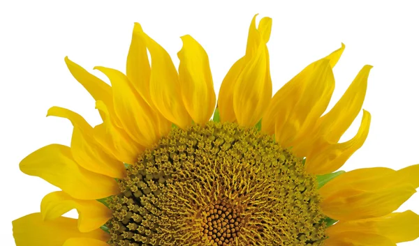 Die Hälfte der Sonnenblume — Stockfoto