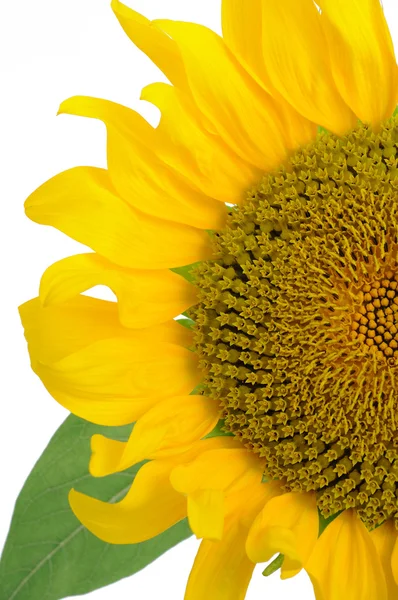 Die Hälfte der Sonnenblume — Stockfoto