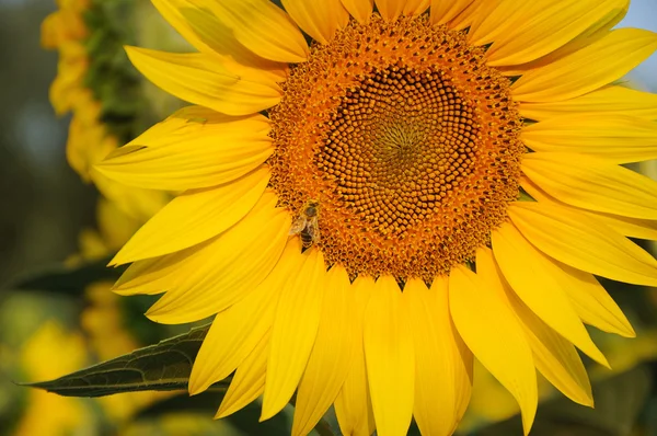 Arı ile ayçiçeği — Stok fotoğraf