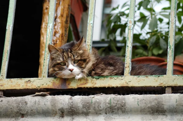 Balkonda kedi — Stok fotoğraf