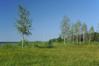 Huş ağaçları