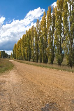 A Row of Poplars clipart