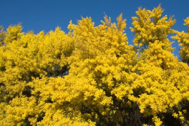 çiçekli wattle