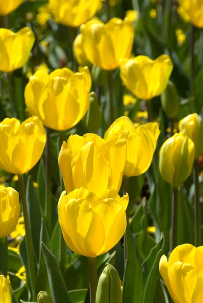 stock image Tulips