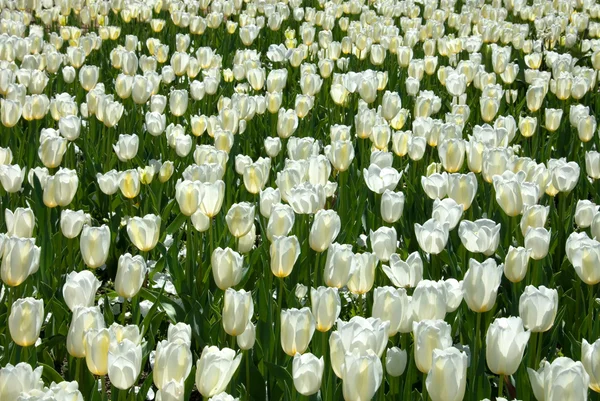 stock image Tulips