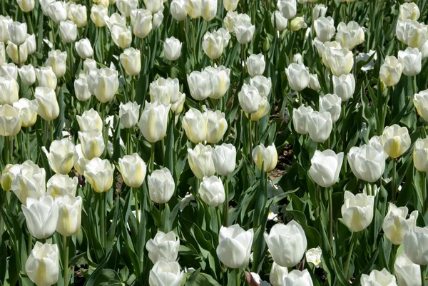 stock image Tulips