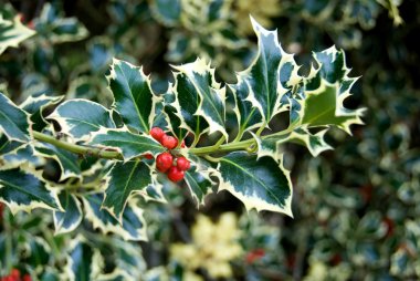 alacalı holly