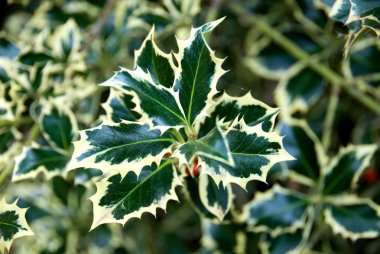 Variegated Holly clipart