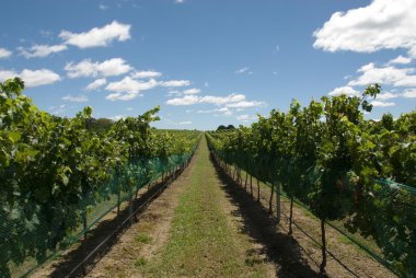 Vineyard sahne