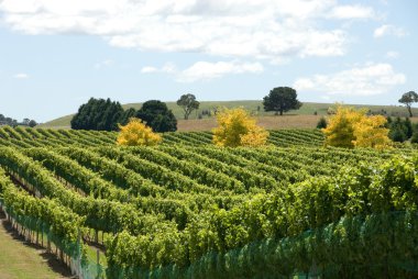 Vineyard sahne