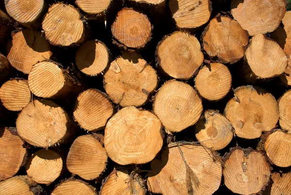 Pine Logs — Stock Photo, Image