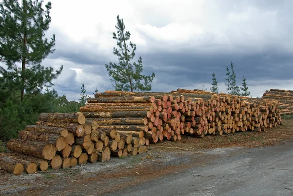 Stacked Pine Logs — Stock Photo, Image