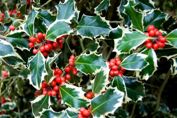 stock image Variegated Holly