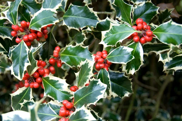 Variegated Holly — Stock Photo, Image