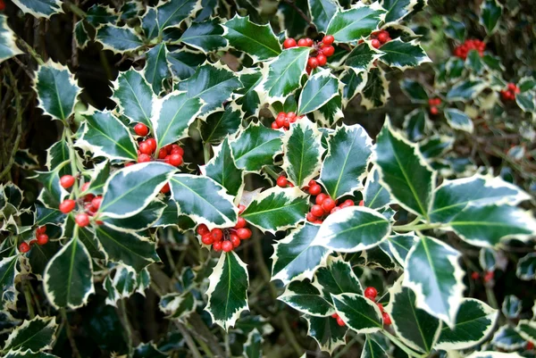 stock image Variegated Holly