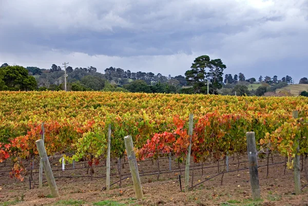 Autumn Vineyard Scene — Stock Photo, Image