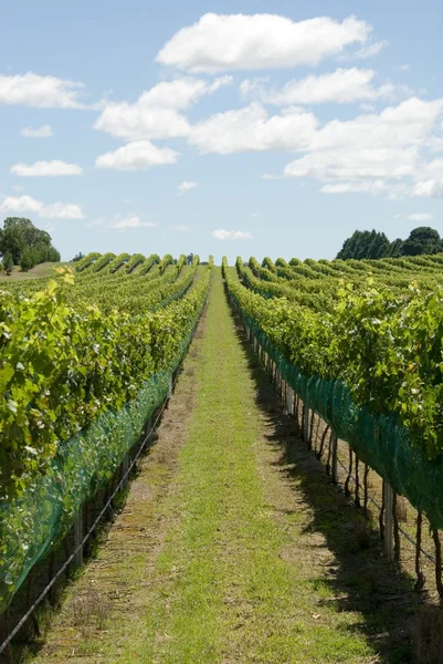 Vineyard Scene — Stock Photo, Image