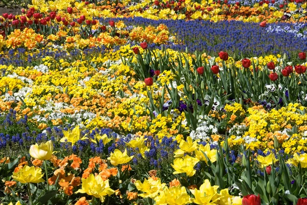 Floral Display — Stock Image Floral Display Stock Photo