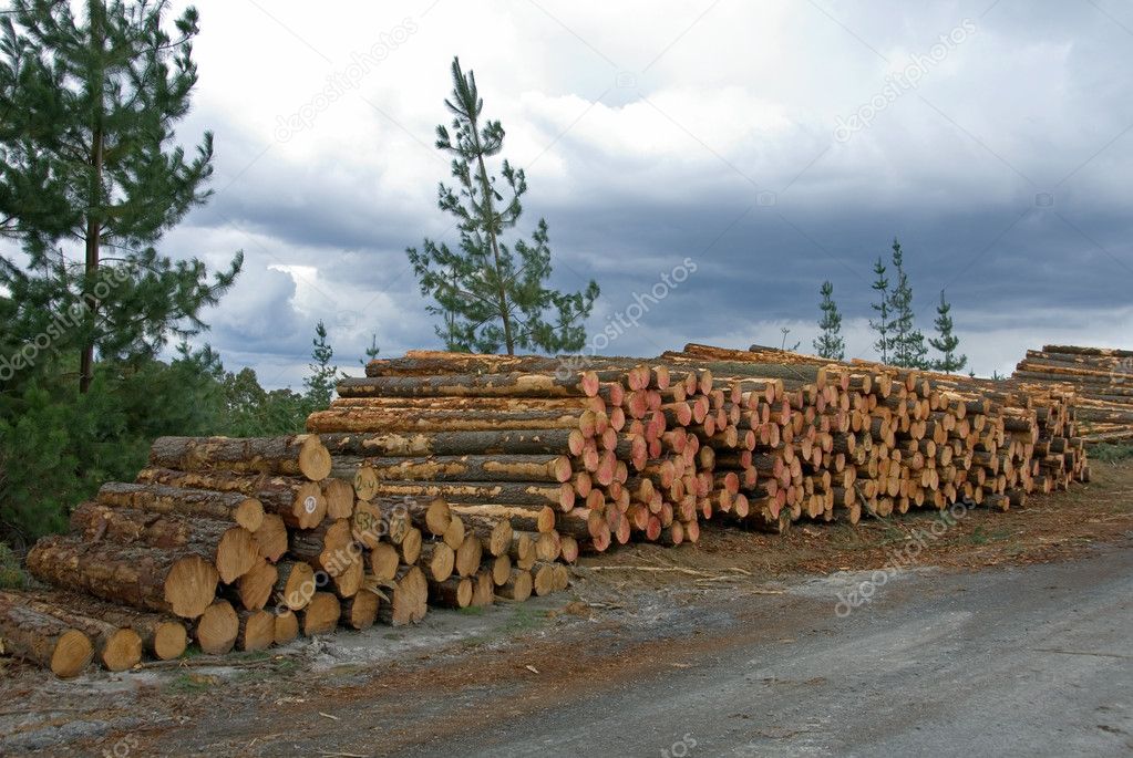 Stacked Pine Logs