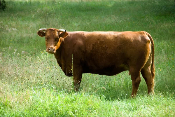 Krowa w padoku — Zdjęcie stockowe