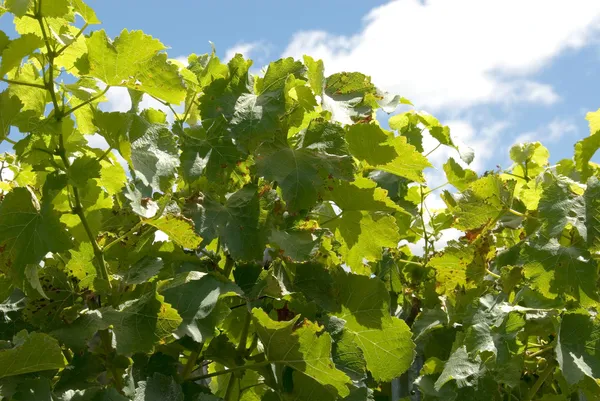 Grape Vine — Stock Photo, Image