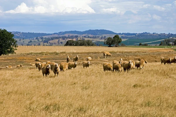 Grazing Sheep — Stock Photo, Image