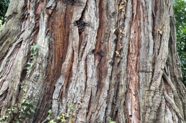 Cedar treebark, nature background clipart