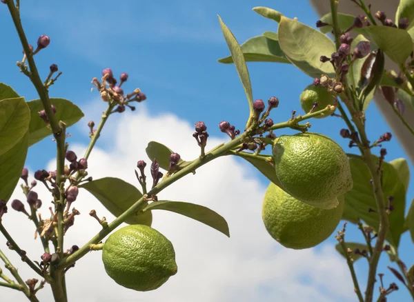 Unripe lemons on tree — Stock Photo, Image