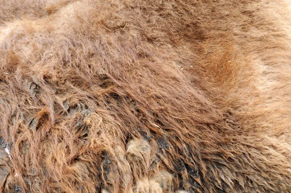 Kamel päls, natur bakgrund — Stockfoto