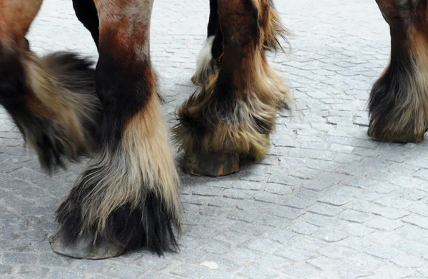 Hästens fötter — Stockfoto