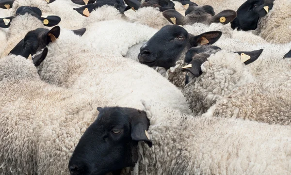 Овцы — стоковое фото
