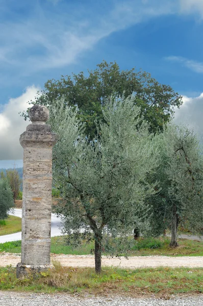 Antique pillar and olive tree — Stock Photo, Image