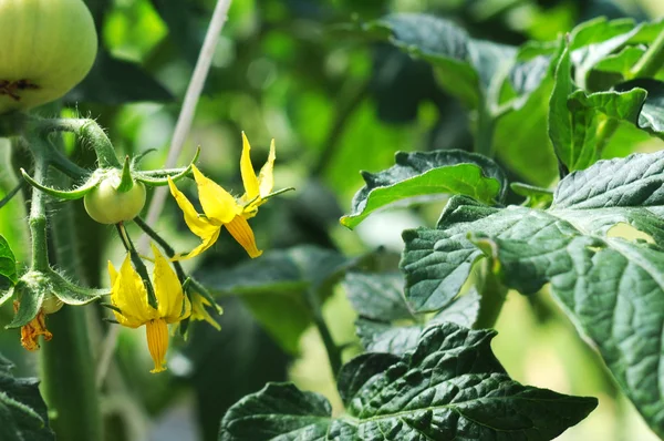 Томатное растение с цветами и фруктами — стоковое фото