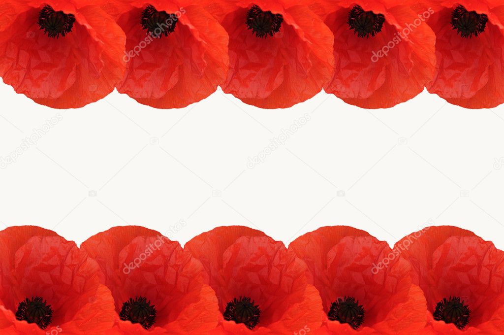 Poppy border — Stock Photo © annavee 3220579