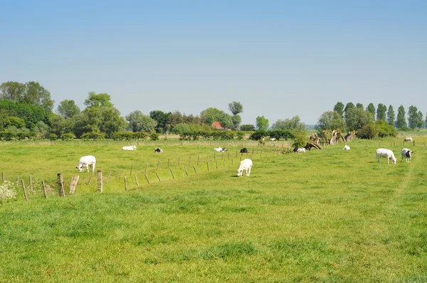 Polder landscape with cows — Stock Photo, Image