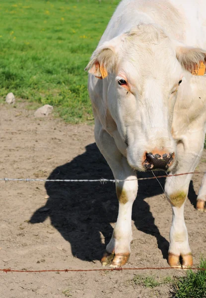 A cow and her shadow — Stock Photo, Image
