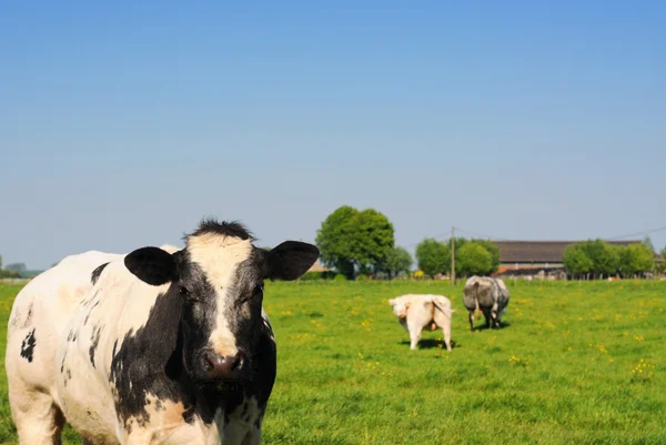 Vacas em um prado — Fotografia de Stock