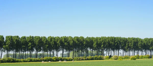 stock image Polder landscape with cows