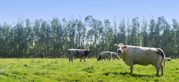 牛と干拓地の風景 — ストック写真