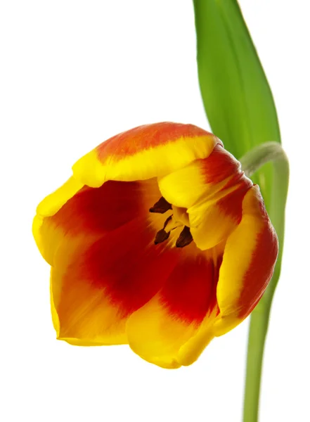 Rød og gul tulipan – stockfoto