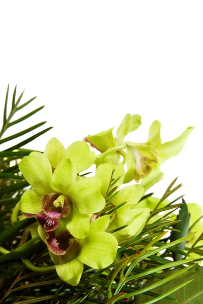 Grønn orkideen – stockfoto