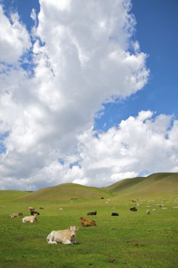 inek dağ bir çim üzerinde yalan