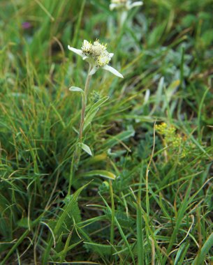 Edelweiss.