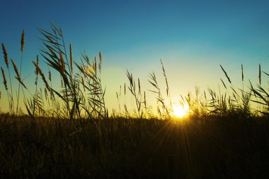 Yeşil reed