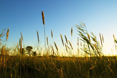 Yeşil reed