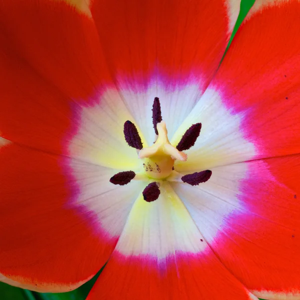 stock image Tulips