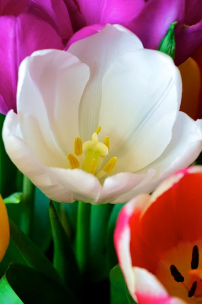 Stock image Tulips