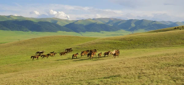 Лошади в Альпах — стоковое фото