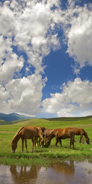 Коні гравіюють альпійські — стокове фото